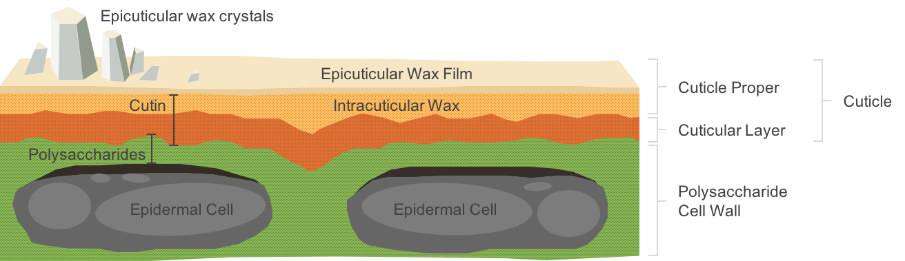 the-role-of-the-cuticle-cultiva