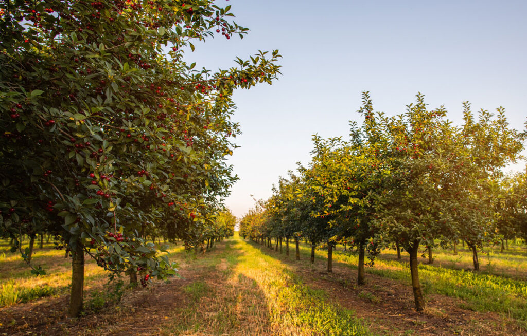 Rows of cherry trees with warm afternoon sun casting long shadows